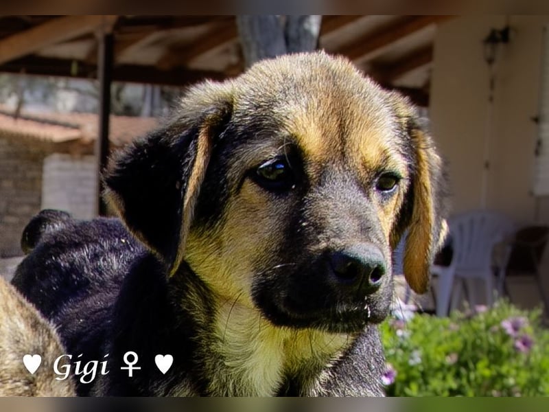 Gigi und Giselle suchen ein Zuhause