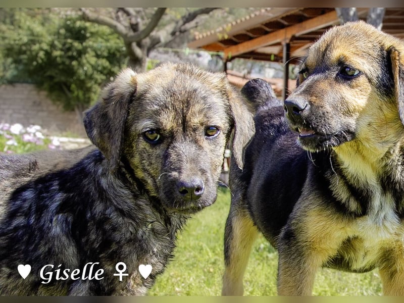 Gigi und Giselle suchen ein Zuhause