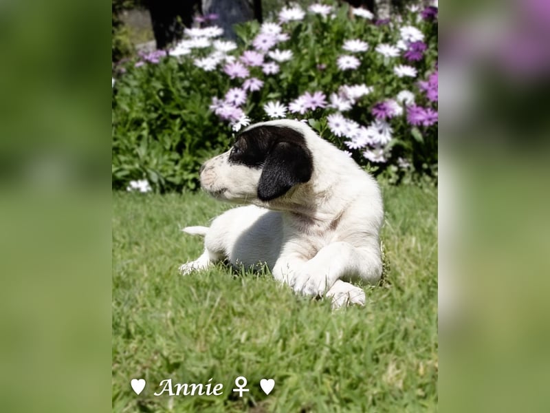 Annie und ihre Geschwister suchen ein Zuhause