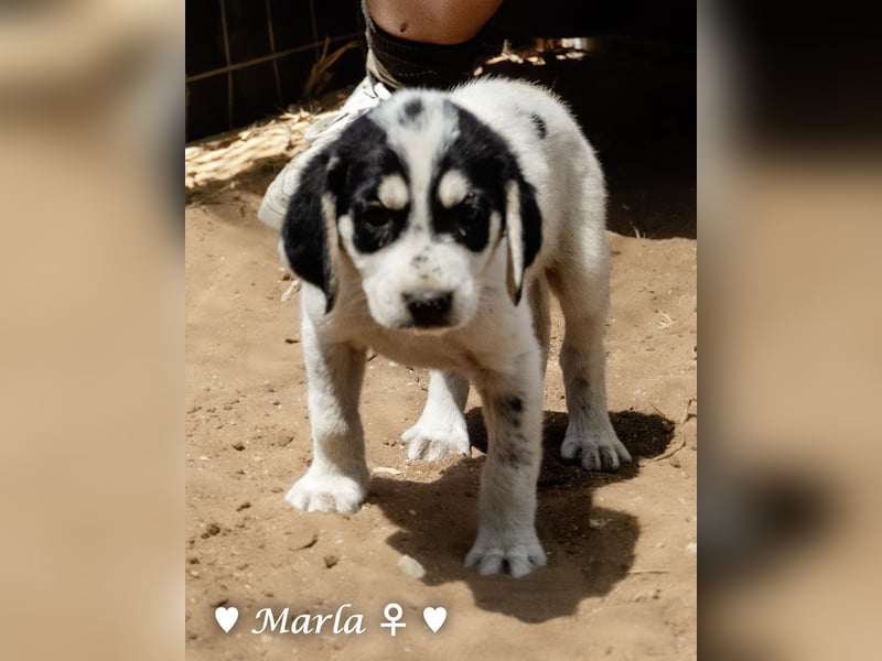 Millie, Marla, Mona und Monja (reserv.) suchen ab Mitte September ein Zuhause