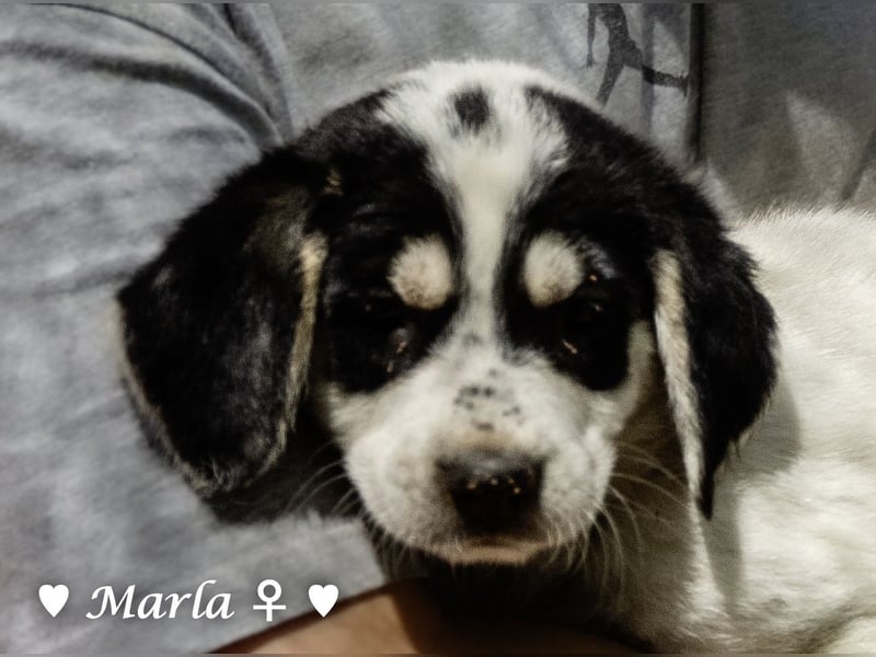 Millie, Marla, Mona und Monja (reserv.) suchen ab Mitte September ein Zuhause