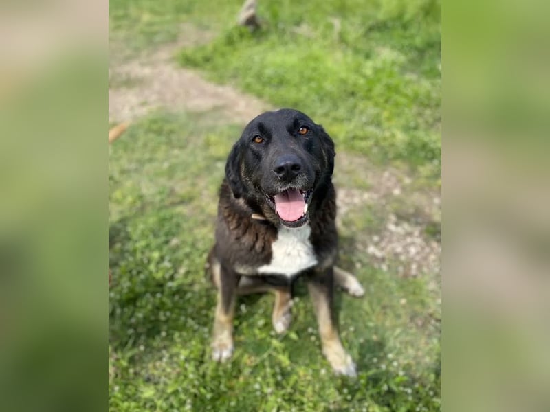Amy sucht wundervolles Zuhause!