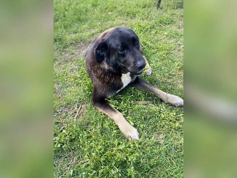 Amy sucht wundervolles Zuhause!