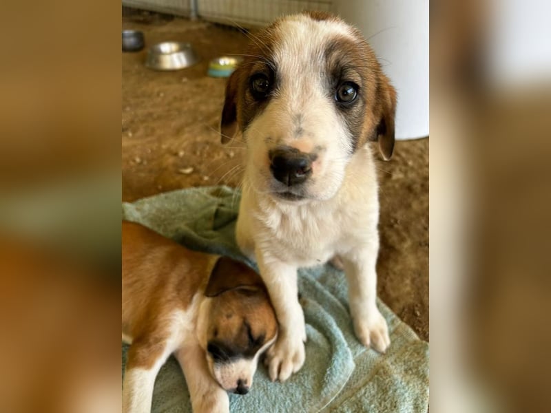 Daphne sucht Traumfamilie!