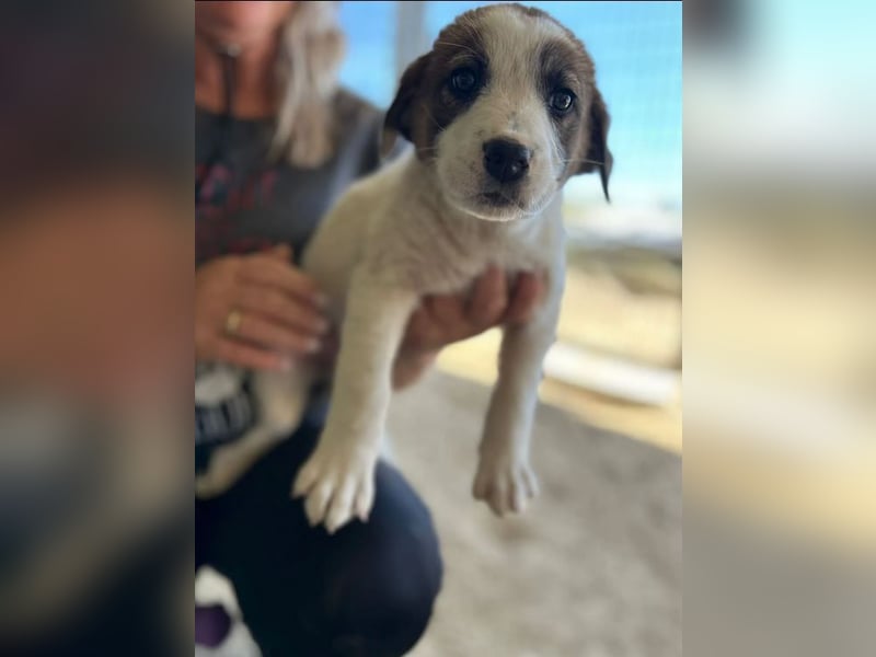 Daphne sucht Traumfamilie!