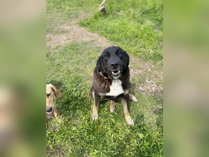 Amy sucht wundervolles Zuhause!