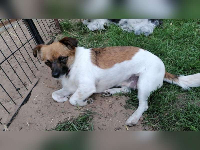 Kleine Hündin sucht ihr ganz großes Glück