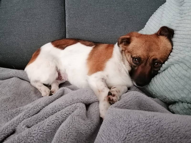 Kleine Hündin sucht ihr ganz großes Glück