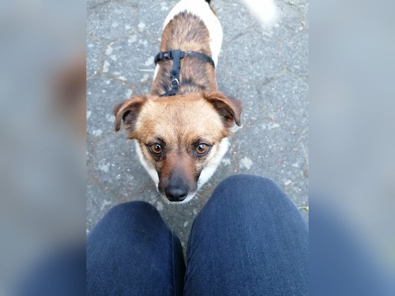 Kleine Hündin sucht ihr ganz großes Glück