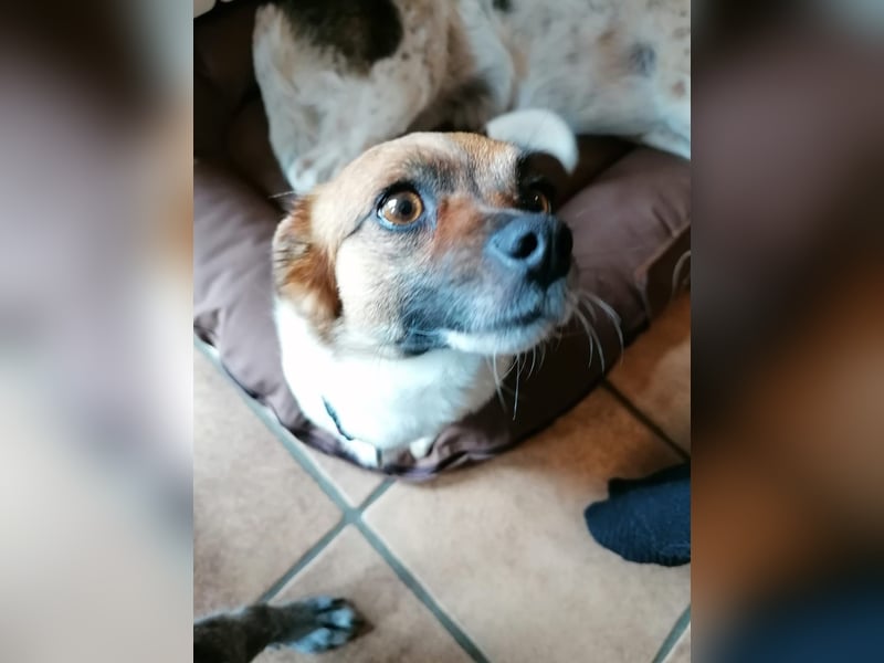 Kleine Hündin sucht ihr ganz großes Glück