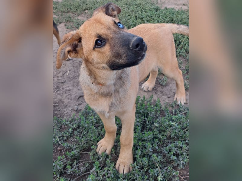Süße Pixie ( *05/2025 ) sucht ihre Familie