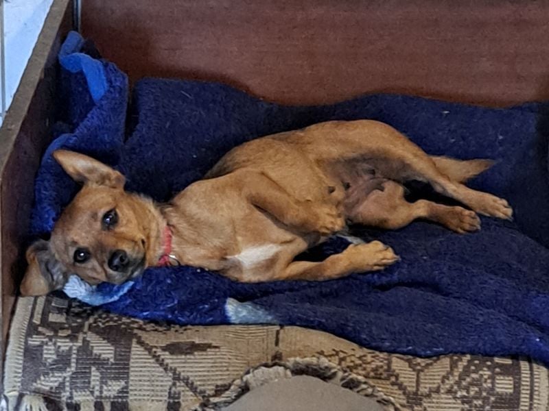 Kleine Bella ( * 02.2024 ) sucht ihre Menschen