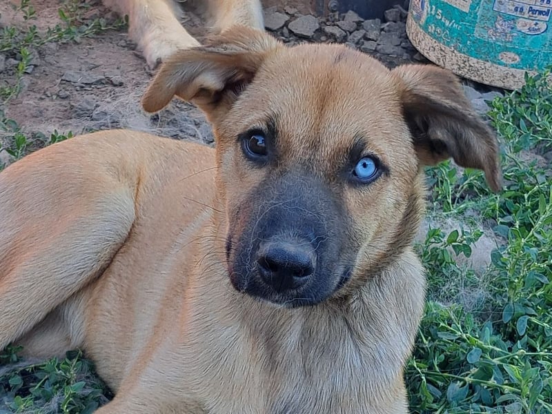 Süße Pixie ( *05/2025 ) sucht ihre Familie