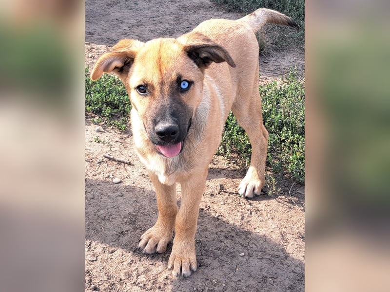 Süße Pixie ( *05/2025 ) sucht ihre Familie