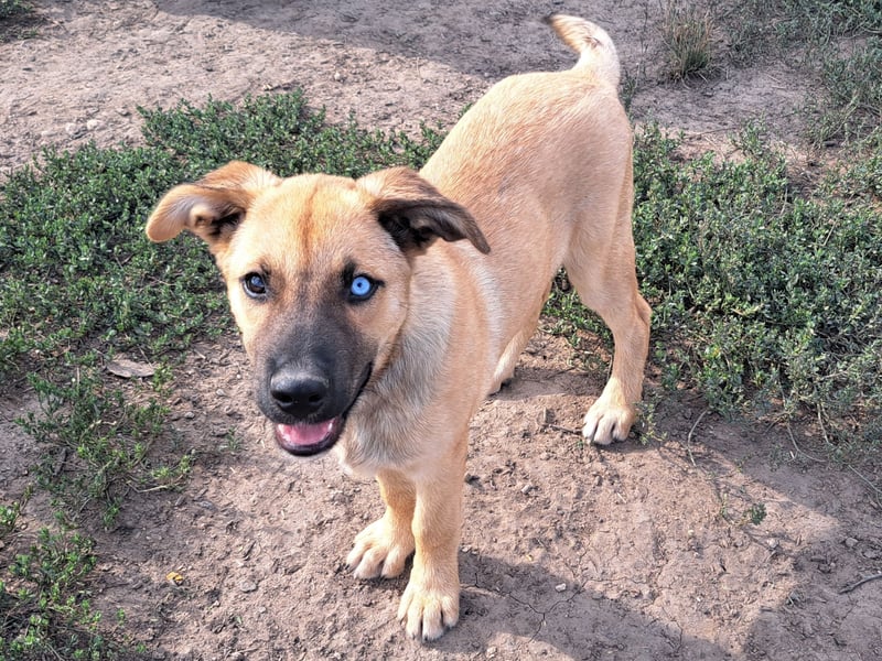 Süße Pixie ( *05/2025 ) sucht ihre Familie