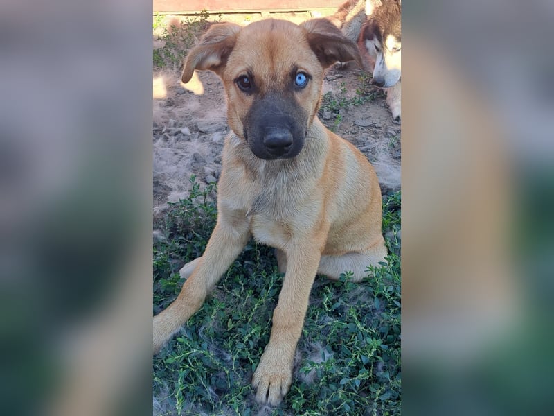 Süße Pixie ( *05/2025 ) sucht ihre Familie