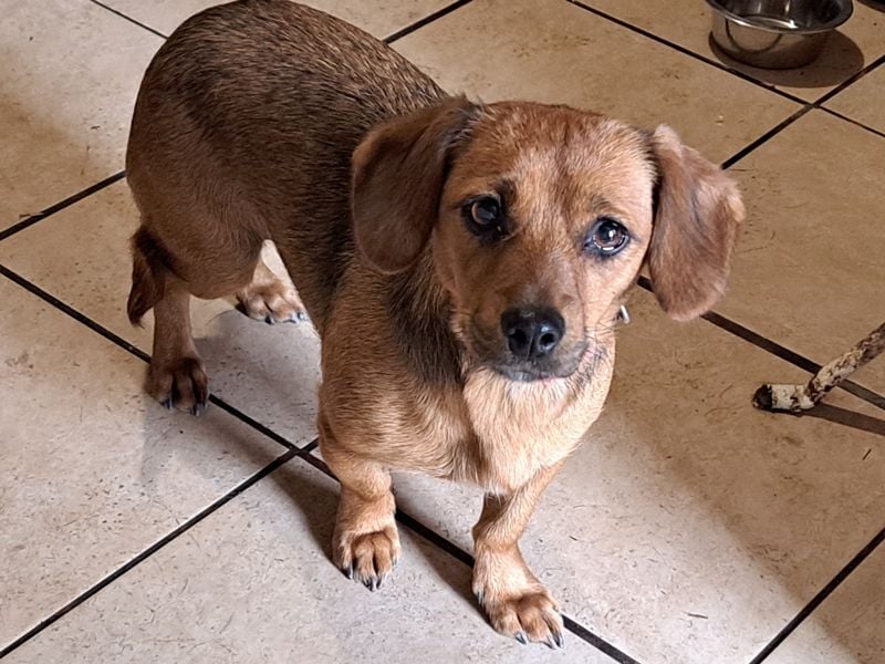 Kleine Bella ( * 02.2024 ) sucht ihre Menschen