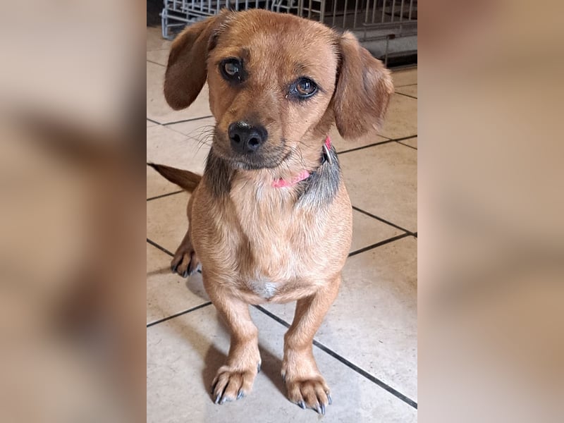 Kleine Bella ( * 02.2024 ) sucht ihre Menschen