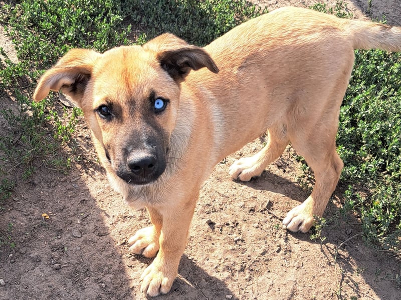 Süße Pixie ( *05/2025 ) sucht ihre Familie