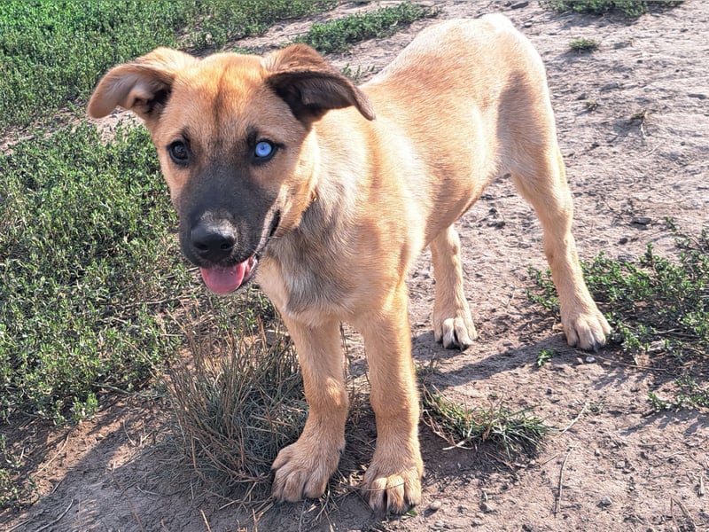 Süße Pixie ( *05/2025 ) sucht ihre Familie
