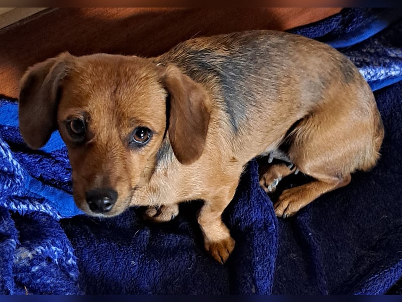 Kleine Bella ( * 02.2024 ) sucht ihre Menschen