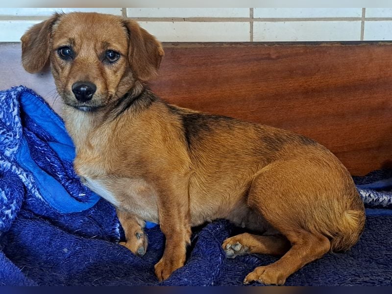 Kleine Bella ( * 02.2024 ) sucht ihre Menschen