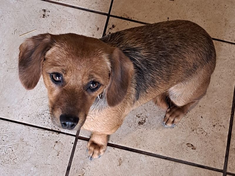 Kleine Bella ( * 02.2024 ) sucht ihre Menschen
