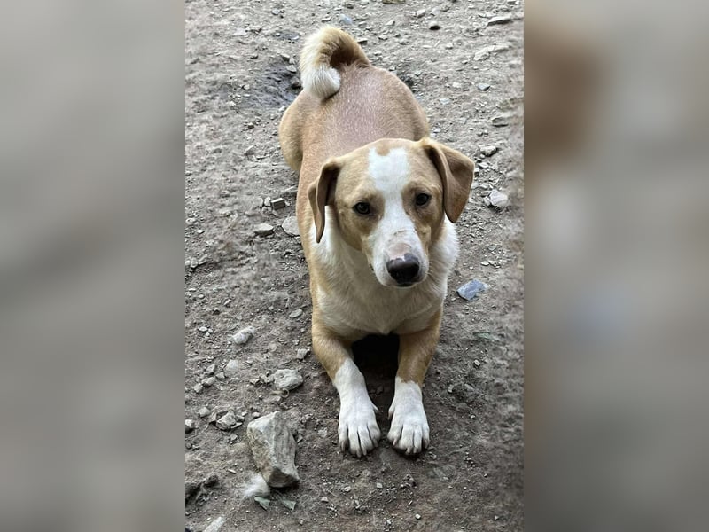 IBRA- Streetdog Hündin sucht ein zuhause