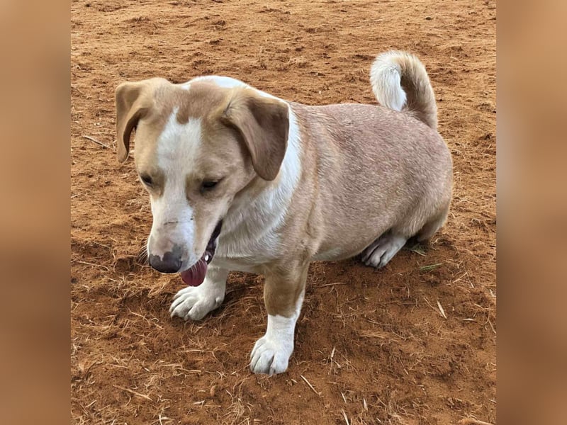 IBRA- Streetdog Hündin sucht ein zuhause