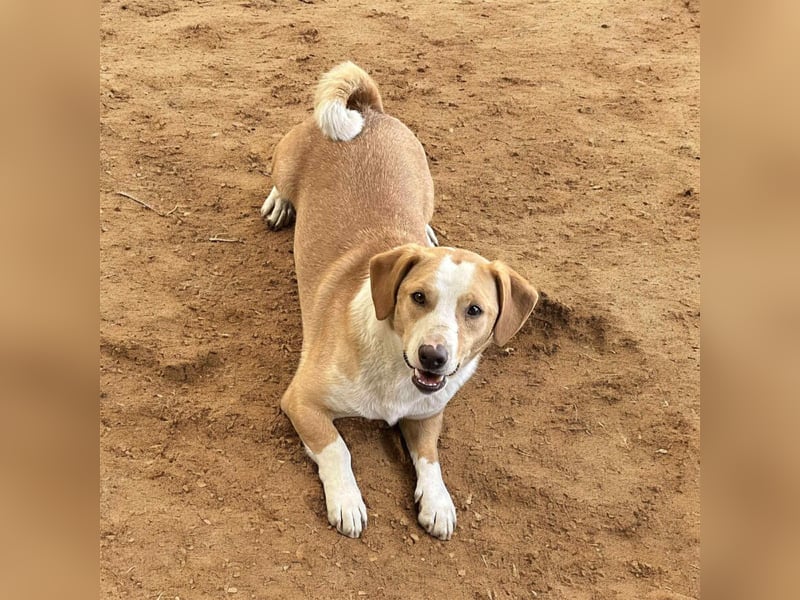 IBRA- Streetdog Hündin sucht ein zuhause