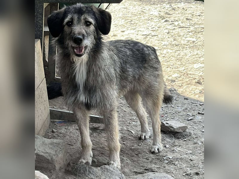 GRACIE- struppige Schönheit mit Herz