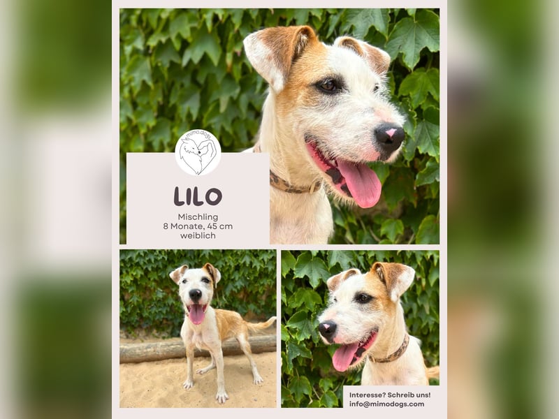 Lilo - Lebensfreude auf vier Pfoten