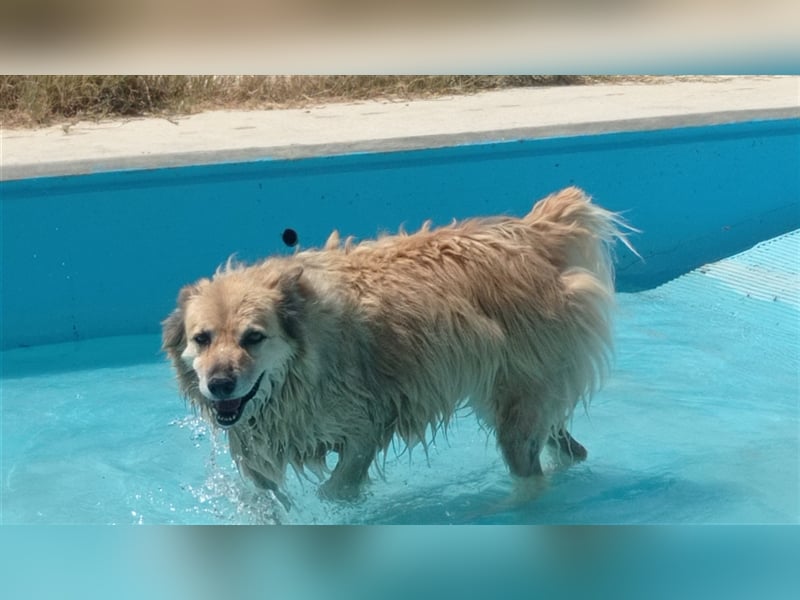 LUCY - hat ihr Zuhause verloren