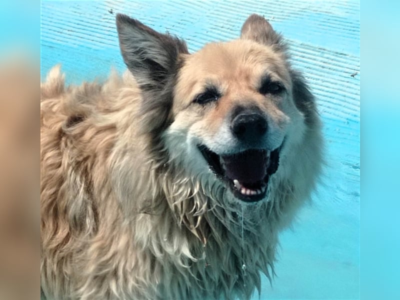 LUCY - hat ihr Zuhause verloren
