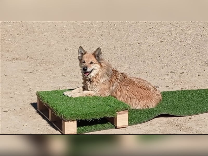 LUCY - hat ihr Zuhause verloren