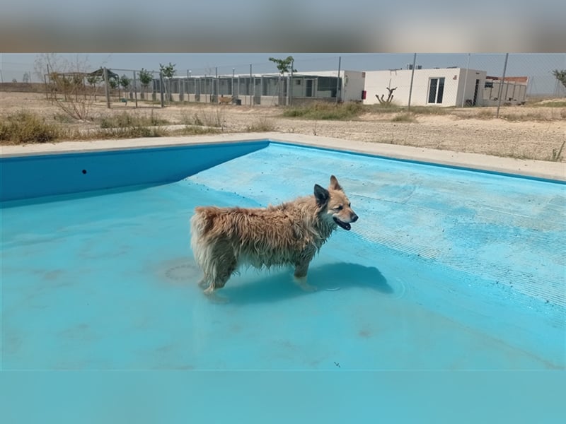 LUCY - hat ihr Zuhause verloren