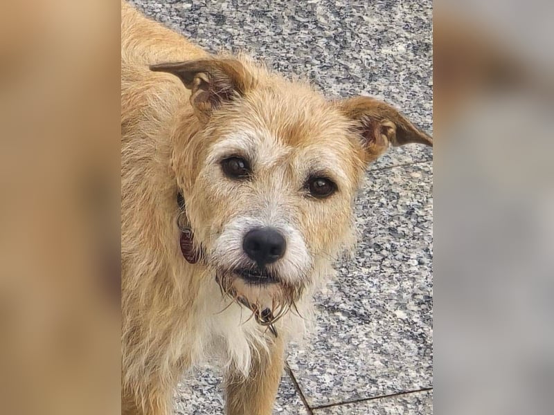 Fia - liebe Hündin sucht ihre Menschen