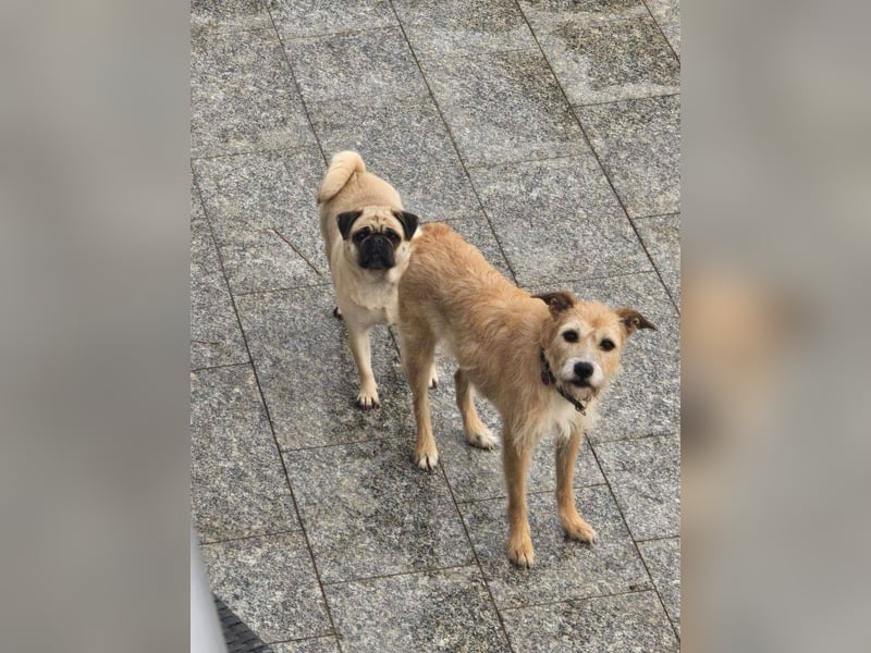 Fia - liebe Hündin sucht ihre Menschen