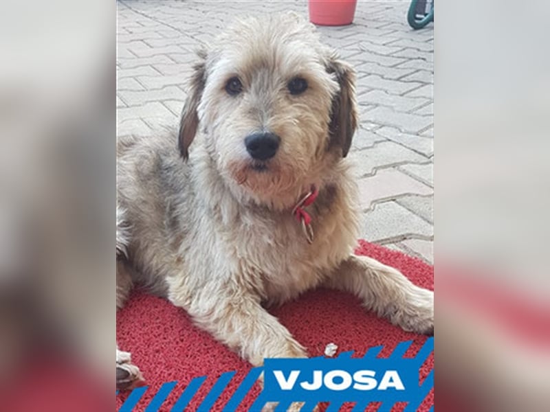 Vjosa