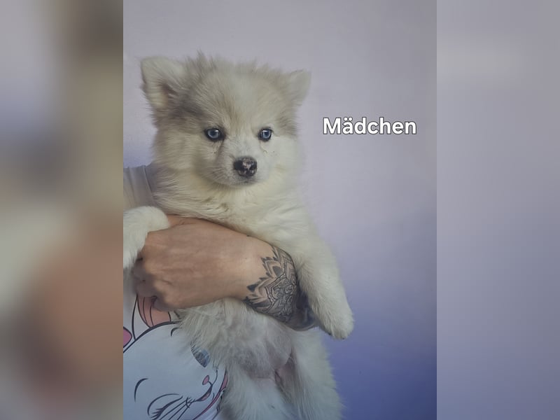 Auszugsbereit F2/F3 Mädchen kleinbleibend Zwerghusky Minihusky Zwergspitzhuskys mittelklein