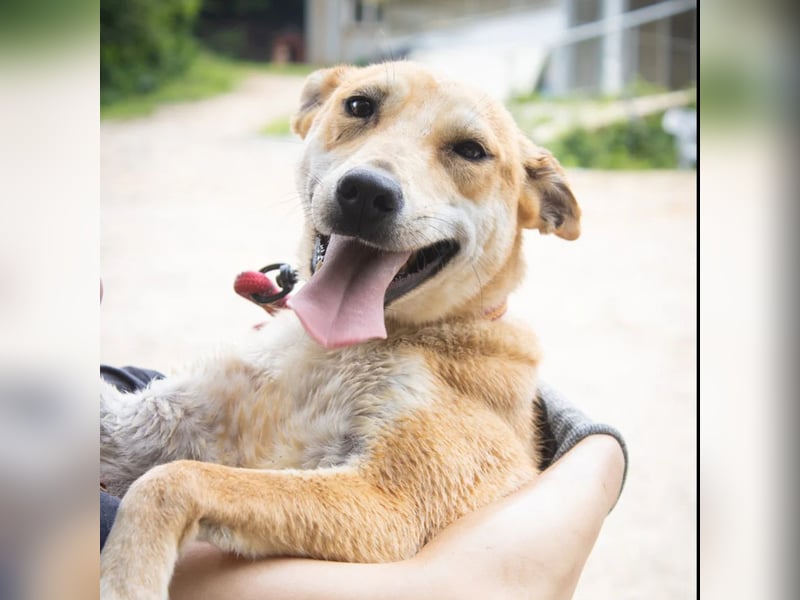 Donna - der glückliche Sonnenschein / Jindo-Greyhoundmix