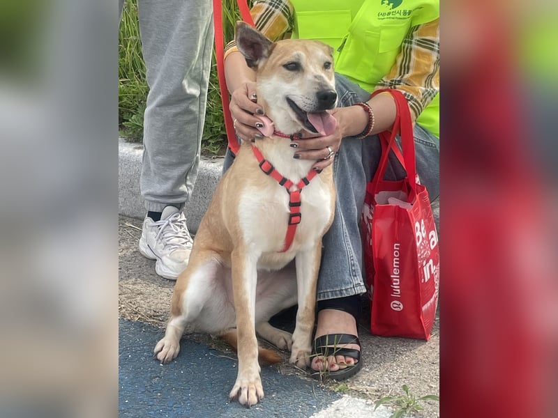 Donna - der glückliche Sonnenschein / Jindo-Greyhoundmix