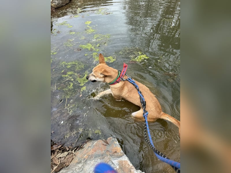 Donna - der glückliche Sonnenschein / Jindo-Greyhoundmix