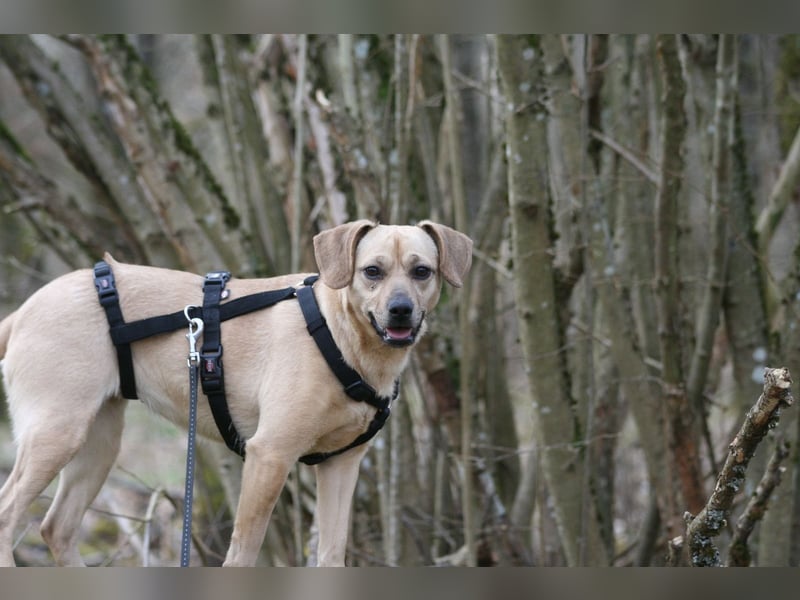 Di(a)na - nette, kleine Hündin sucht Traumzuhause