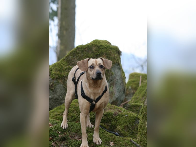 Di(a)na - nette, kleine Hündin sucht Traumzuhause
