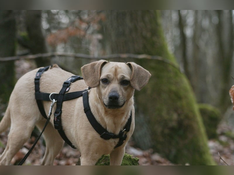 Di(a)na - nette, kleine Hündin sucht Traumzuhause