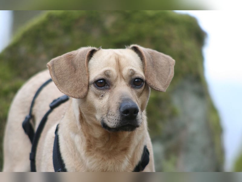 Di(a)na - nette, kleine Hündin sucht Traumzuhause
