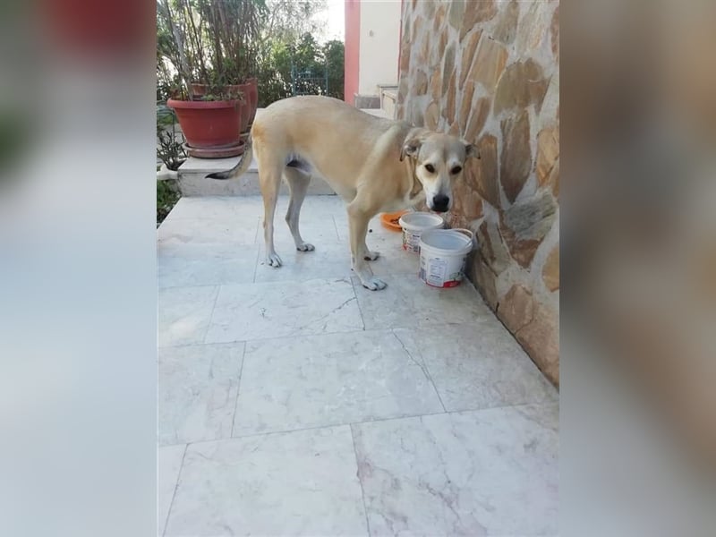 Susie auf der Suche nach ihrem Zuhause