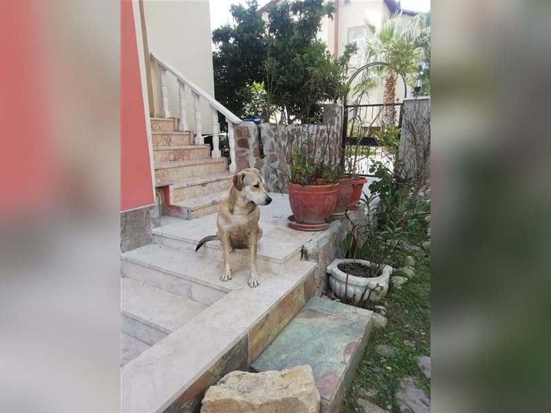 Susie auf der Suche nach ihrem Zuhause