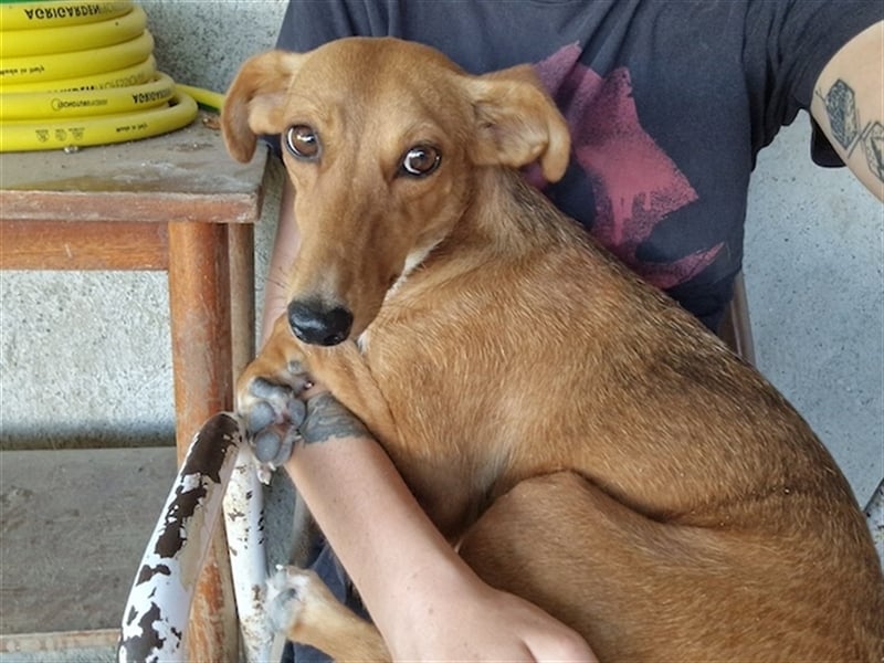 Seelenhund PHIA  (1,5 Jahre) sucht eine Familie!